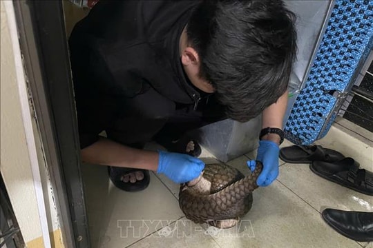 Vườn quốc gia Cúc Phương cứu hộ khẩn cấp 12 cá thể tê tê Java