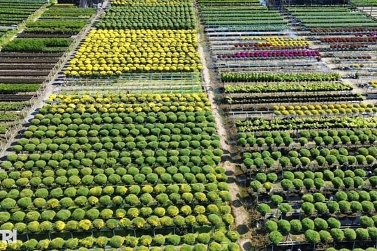 Miền Tây sắp có lễ hội hoa kiểng dự kiến đón nửa triệu lượt khách