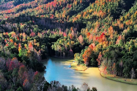 Rừng phong Khe Sanh đổi màu lá, hút khách trekking