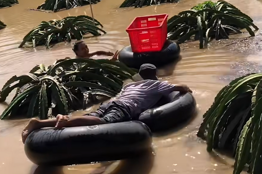 Dùng săm ôtô làm phao cứu vườn thanh long trong lũ