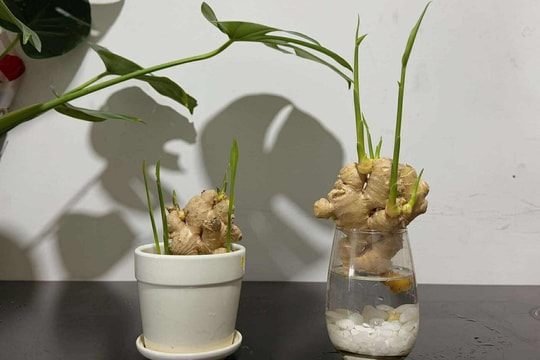 Nước gừng có giúp phòng cảm, cúm không?