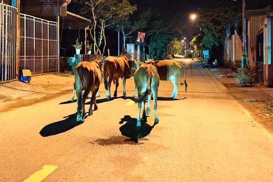 Xã bắt nhốt 36 con trâu bò thả rong để xử phạt chủ