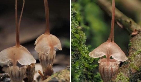 Phát hiện loài thực vật kỳ lạ, số lượng chưa đến 20 cá thể