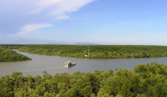 Đẩy mạnh trồng rừng ngập mặn giúp Đồng bằng sông Cửu Long thích ứng biến đổi khí hậu