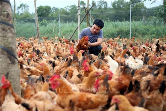 Hướng đi mới từ mô hình nuôi gà bằng thảo dược