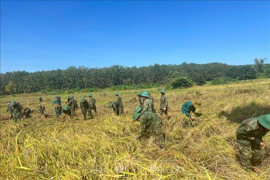Sản lượng lúa vụ Mùa cả nước đạt hơn 8 triệu tấn