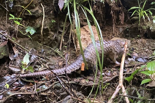 Quảng Ngãi: Thả cá thể tê tê quý hiếm về lại môi trường tự nhiên