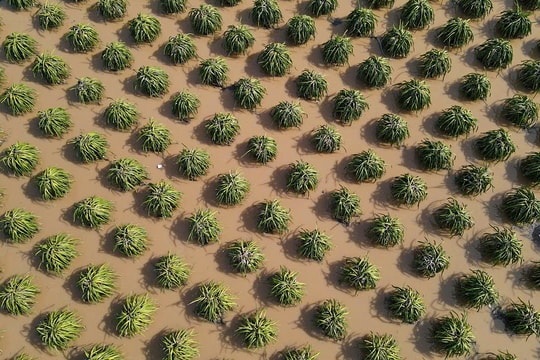 Hàng trăm ha thanh long ngâm lũ ở Lâm Đồng