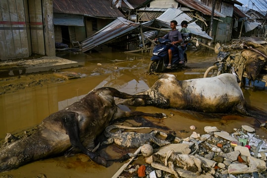 Hơn 900 người chết do lũ lụt trên đảo của Indonesia