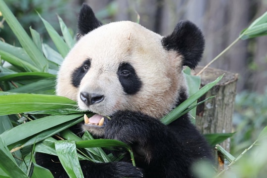 Đệ nhất phu nhân Pháp thăm 'con đỡ đầu' ở Trung Quốc