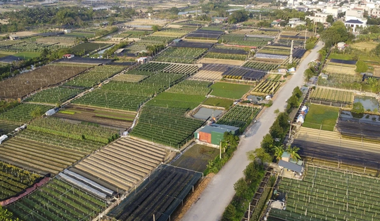 Hai “thủ phủ” quất- hoa xứ Thanh tăng tốc vào vụ Tết