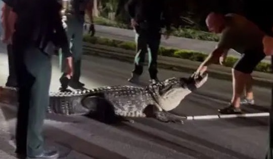 Cá sấu khổng lồ bất ngờ xuất hiện giữa mùa lạnh, cảnh sát nhanh chóng vào cuộc