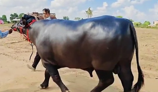 Con trâu được trả 8,7 tỷ đồng, người đàn ông vẫn từ chối bán