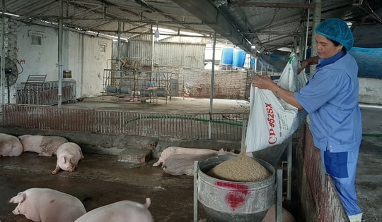 Giá heo hơi nóng trở lại trước Tết