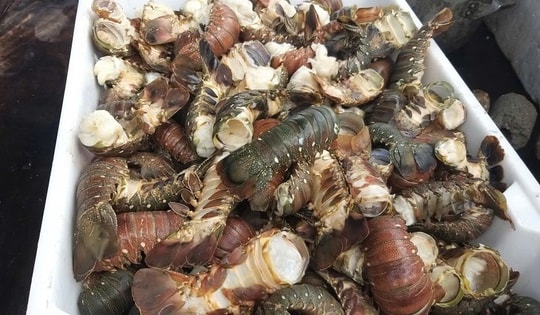 Tôm hùm chết hàng loạt trong mưa lũ, người nuôi “ôm đầu”!