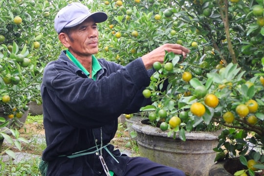 Thủ phủ quất Hội An phập phồng lo vụ Tết