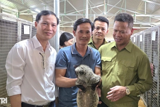 Nuôi con đặc sản, nông dân thu hàng trăm triệu đồng mỗi năm