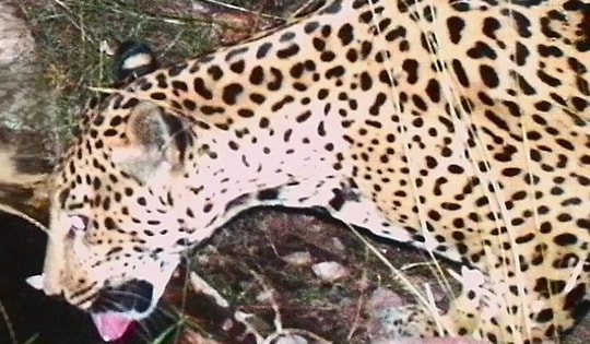 Phát hiện cá thể báo đốm chưa từng thấy xuất hiện liên tục