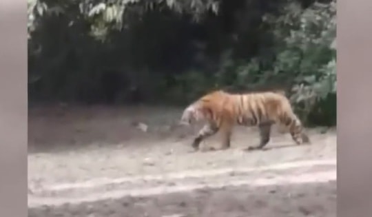 Đang hái lá, người phụ nữ 61 tuổi bị hổ dữ vồ tử vong