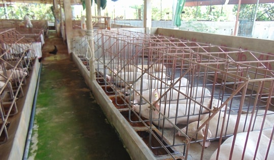 Giá heo hơi hôm nay, 7-12: Tiếp tục tăng trên diện rộng