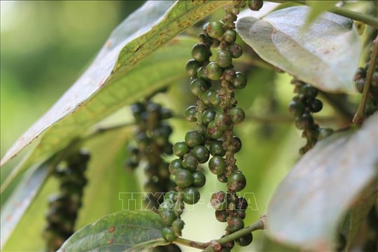 Xuất khẩu hồ tiêu 11 tháng thu về hơn 1,5 tỷ USD