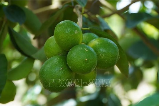Chanh không hạt tìm đường xuất ngoại