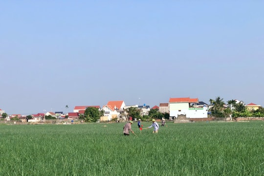 Đông Thụy Anh làm giàu từ cây hành, tỏi