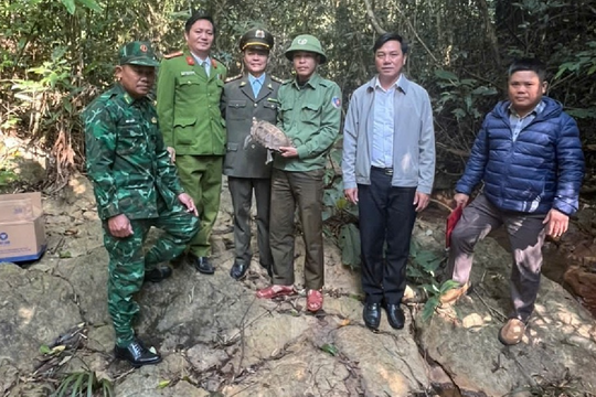 Thả cá thể rùa núi viền quý hiếm về môi trường tự nhiên