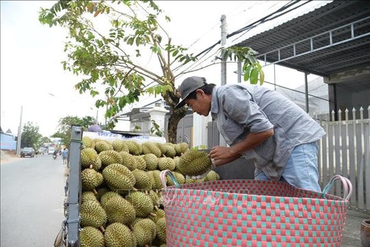 Giá sầu riêng nghịch vụ biến động, nhà vườn Đồng Tháp vẫn thu lãi khá cao