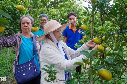 Lão nông chi hơn nửa tỷ đồng đầu tư vườn để khách ngắm quả đặc sản Tết