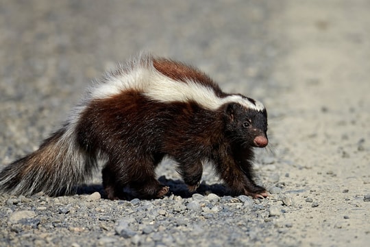 Tử vong sau ghép thận từ người hiến mắc bệnh dại