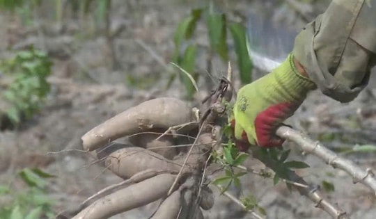 Để nông dân thoát cảnh "bán cả tạ sắn chưa bằng một ngày phụ hồ"