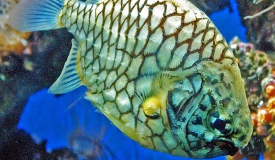 Đặc sản bạc triệu từ hai loài cá có cái tên khiến ai cũng tò mò