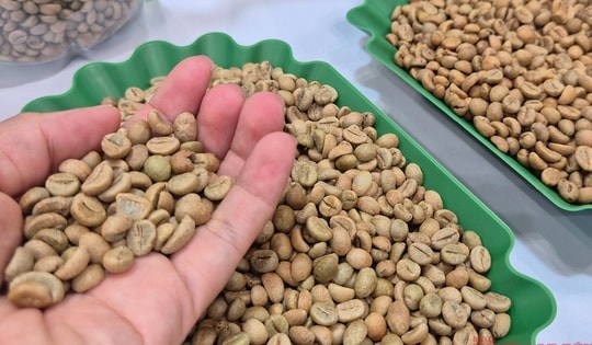 Giá cà phê hôm nay 8-12: Động thái lạ của khối ngoại