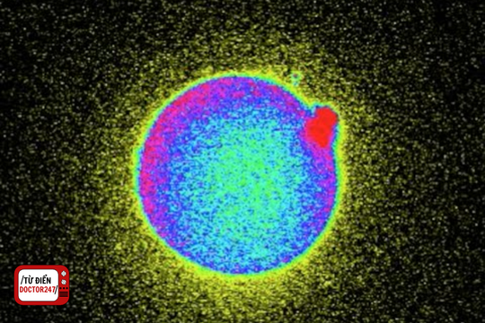 Tia sáng kẽm: Tia sáng đánh dấu khoảnh khắc sự sống nảy mầm