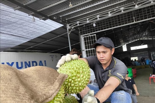 Sầu riêng đầu mùa nghịch vụ rớt giá