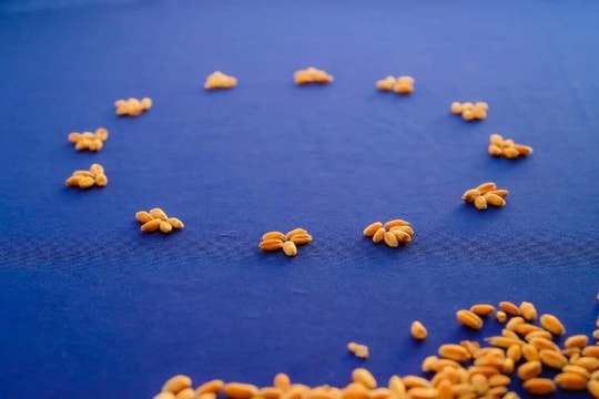 Châu Âu đạt thỏa thuận về khung pháp lý mới cho cây trồng chỉnh sửa gen