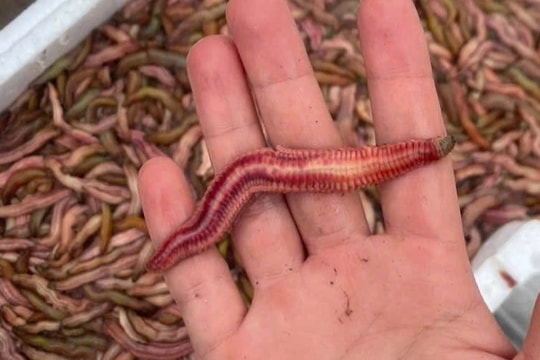 Loại đặc sản con "nhung nhúc, béo tròn" tới mùa mới được ăn ở Hải Phòng