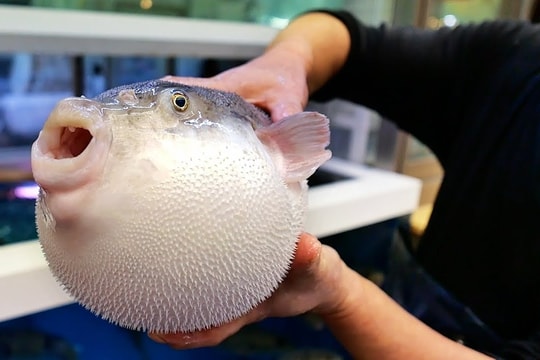 Món nào được người Nhật mệnh danh là 'siêu thực phẩm'?