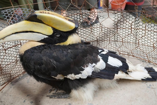 Chim hồng hoàng quý hiếm bay lạc vào vườn nhà dân