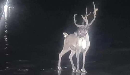 Kỳ lạ: Chú tuần lộc khiến cảnh sát cũng phải vào cuộc
