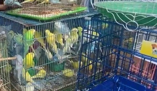 Kiểm tra cửa hàng chim cảnh nổi tiếng ở TPHCM, tạm giữ 341 con chim đủ loại