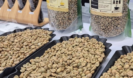 Giá cà phê hôm nay 9-12: Lao dốc tiếp