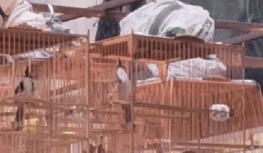 Kiểm lâm Huế lên tiếng về việc chứng minh nguồn gốc hợp pháp của chim cảnh khi mang theo uống cà phê