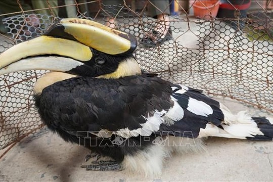 Người dân giao nộp chim hồng hoàng quý hiếm