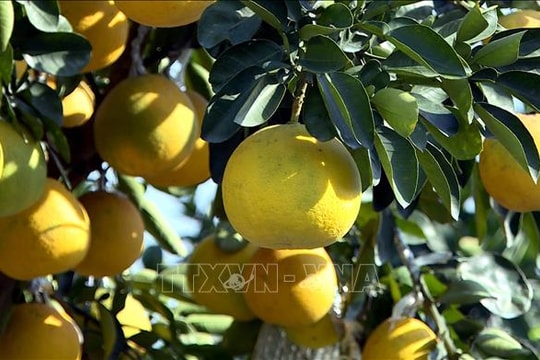 'Thủ phủ' quất, bưởi cảnh Hưng Yên sẵn sàng cho Tết