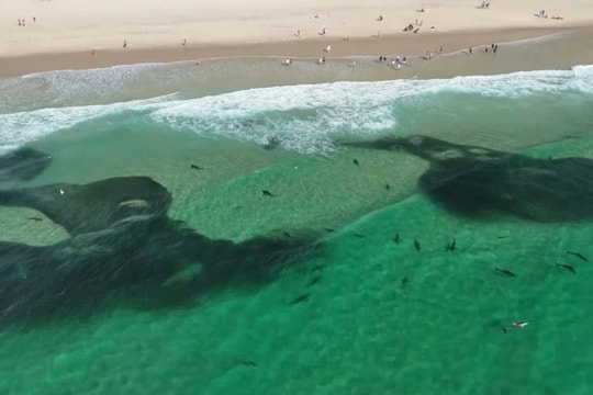 Hàng trăm con cá mập kéo đến săn mồi sát bãi tắm, du khách "đứng hình"