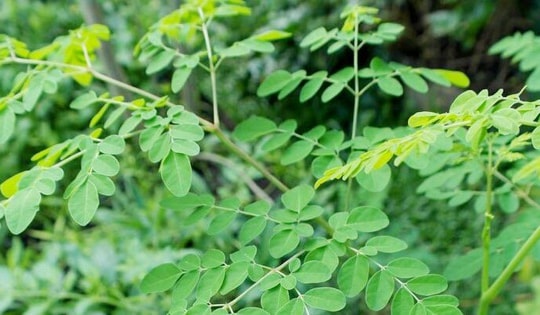 "Đặc sản xanh" từ cây dại mọc bờ bụi, được săn lùng bởi hương vị và giá trị dinh dưỡng cao