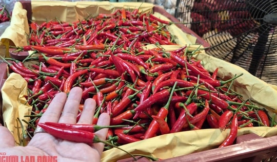 Khó tin: Việt Nam chi hơn 23 triệu USD để nhập khẩu ớt