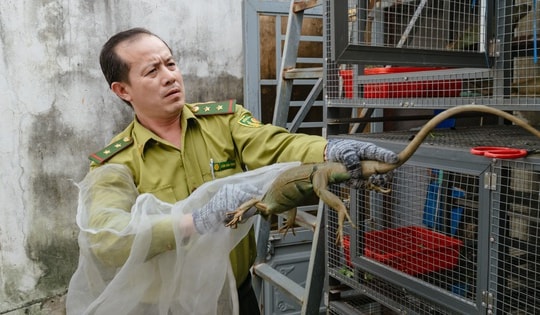 VIDEO: Đột kích căn nhà ở Bình Thạnh, phát hiện 202 con kỳ nhông nuôi nhốt trái phép